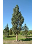 Сосна обыкновенная Фастигиата | Pinus sylvestris Fastigiata